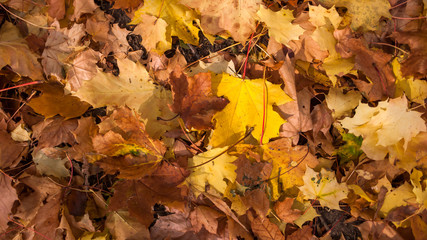Abstract background of Red and Orange Autumn Leaves in South Park, Sofia, Bulgaria

