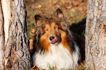 Sheltie or Shetland Sheepdog silly face