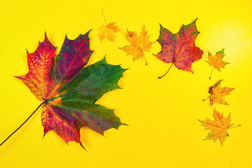 background of autumn leaves. Autumn background with copy space