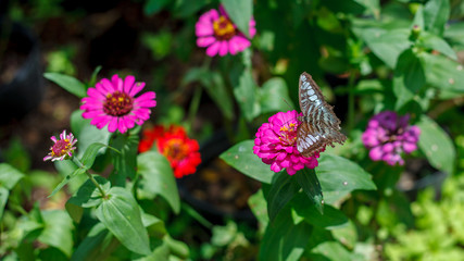 butterfly on flower