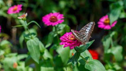 butterfly on flower