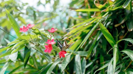 butterfly on flower