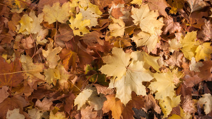 Abstract background of Red and Orange Autumn Leaves in South Park, Sofia, Bulgaria
