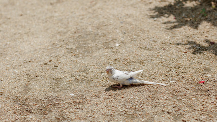 pigeon on sand