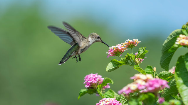 A Great Morning in the Lantana