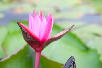 Beautiful pink lotus flowers