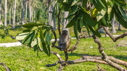 macaque on a tree