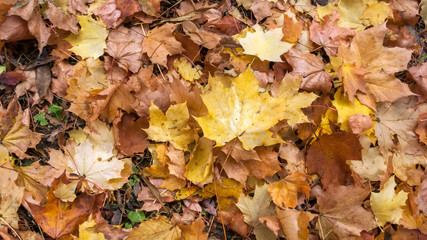 Abstract background of Red and Orange Autumn Leaves in South Park, Sofia, Bulgaria
