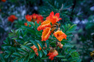 orange flower