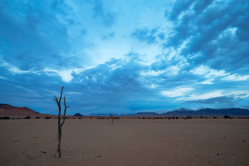 Dead camelthorn tree in the desert