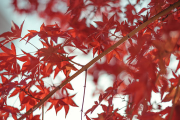 Maple leaves
