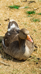 Close up Portrait of Greylag (Graylay) Anser Anser Goose, showing brown feathers and yellow, orange bill and beak