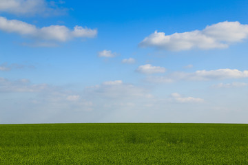 Green cereal field with blue sky, a few white clouds. Focused on the sky