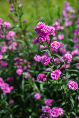 pink flowers in the garden