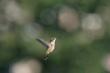 Average Day in the Garden