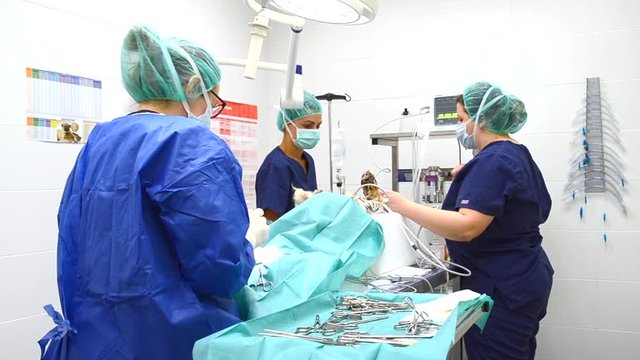 team of veterinarians in the surgical room operating a dog 