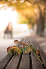 Buntes Blatt im Herbst, liegend auf Holzbank, Textfreiraum 