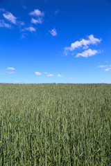 Green cereal field with blue sky, a few white clouds
