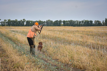 Red irish setter dog in field. Point a bird throw hunting.
