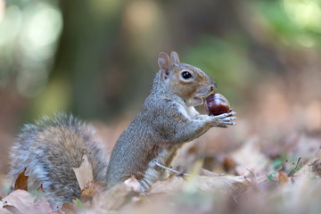 Scoiattolo grigio americano con castagna nel bosco (Sciurus carolinensis)