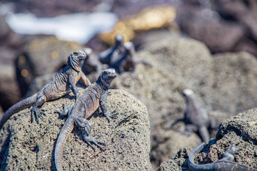 Iguanes Marins îles archipel Galapagos Equateur
