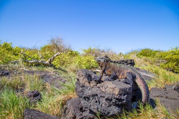Iguanes Marins îles archipel Galapagos Equateur