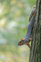 Scoiattolo grigio americano nel bosco (Sciurus carolinensis)