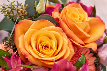 Orange Rosen © reimax16
