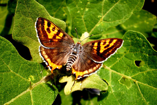 Common Silverline butterfly (Spindasis vulcanus)