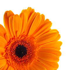 Orange gerbera on white background