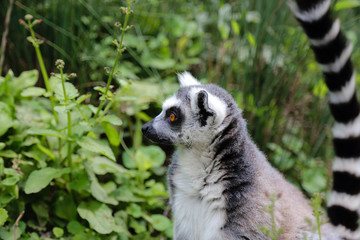 Fototapeta premium One lemur