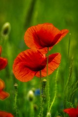 flowers of red poppies against blurred cereal ears, spring field