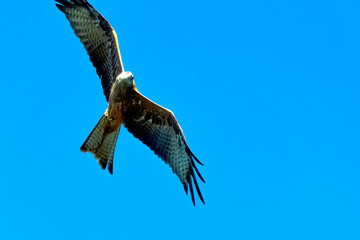 Flying black kite (Milvus migrans) 