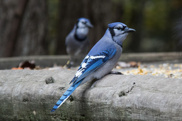 blue jay bird