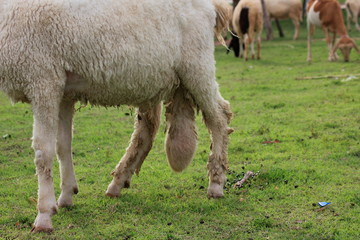 Obraz na płótnie Canvas White sheep is disease at Scrotum abnormal.Sick animals.