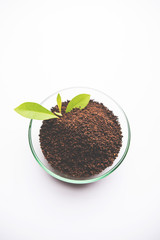 Black Tea Powder or dry dust with or without green leaf and served hot chai in a cup