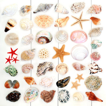 Large seashell collection on rustic white wood background. Top view.