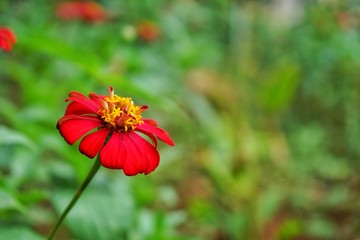 Red flower in garden