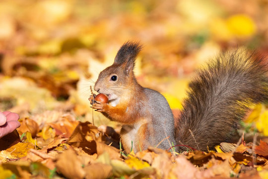Fototapeta Squirrel in the autumn park