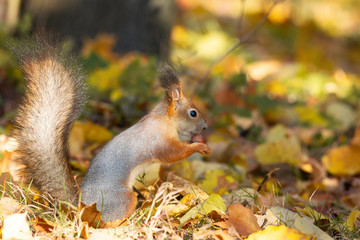 Squirrel in the autumn park
