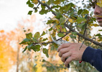 pruning of trees