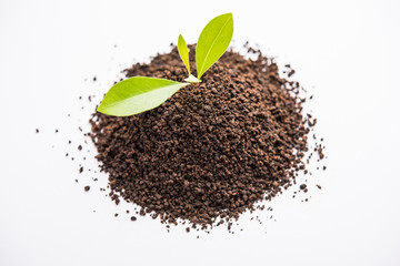 Black Tea Powder or dry dust with or without green leaf and served hot chai in a cup