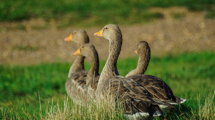 Close up Portrait of Greylag (Graylay) Anser Anser Goose, showing brown feathers and yellow, orange bill and beak