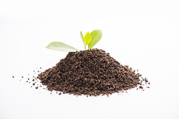 Black Tea Powder or dry dust with or without green leaf and served hot chai in a cup