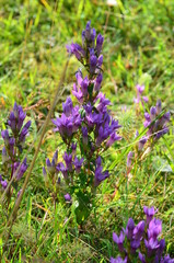 Herbstenzian, geschützt