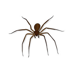 Spider isolated on white background. Hand drawn vector illustration of scary animal.  Insect Icon, logo, symbol. Good for print, illustration of books, Halloween design, posters, icon. 