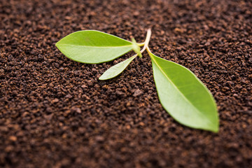 Black Tea Powder or dry dust with or without green leaf and served hot chai in a cup