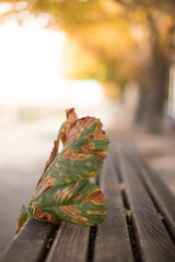 Buntes Blatt im Herbst, liegend auf Holzbank, Textfreiraum 