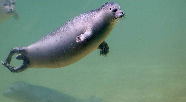 Seerobbe schwimmend unter Wasser