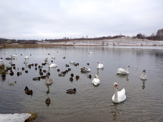 Swans and ducks in the winter lake